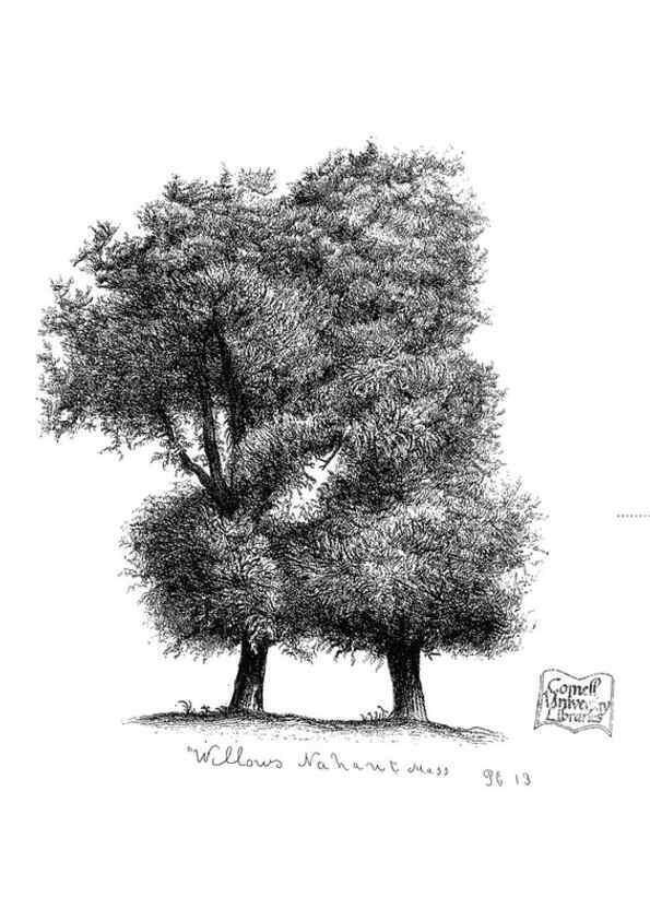 Reproducción/Reproduction 48637132331: The trees of America.. Boston,W. White[1855-58]. 