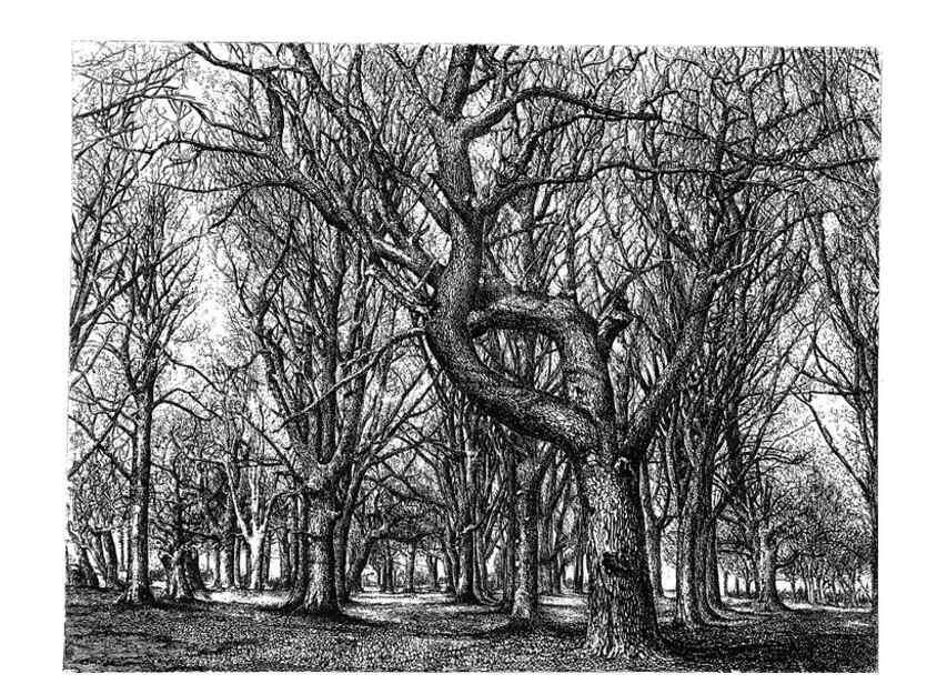 Reproducción/Reproduction 48637128346: The trees of America.. Boston,W. White[1855-58]. 