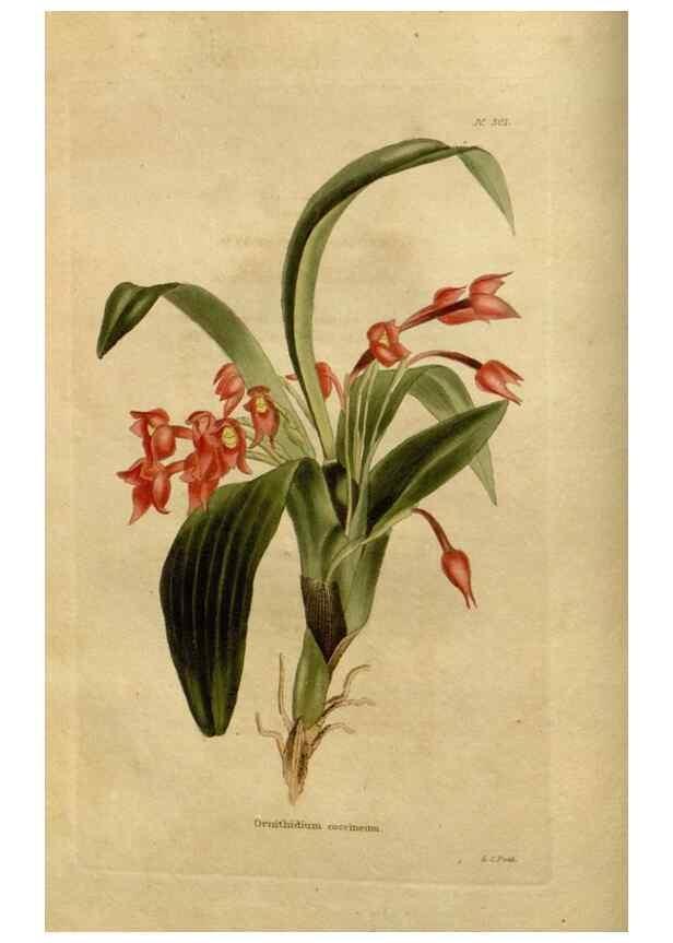Reproducción/Reproduction 48637330606: The botanical cabinet. London :John & Arthur Arch ...,1817-1833.. 