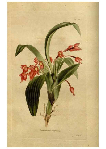 Reproducción/Reproduction 48637330606: The botanical cabinet. London :John & Arthur Arch ...,1817-1833.. 