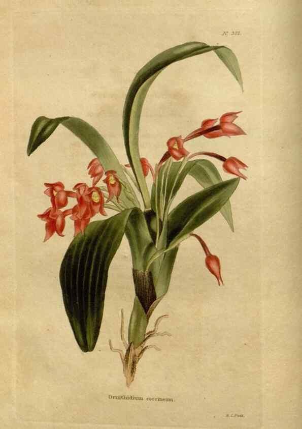 Reproducción/Reproduction 48637330606: The botanical cabinet. London :John & Arthur Arch ...,1817-1833.. 