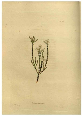 Reproducción/Reproduction 48637331376: The botanical cabinet. London :John & Arthur Arch ...,1817-1833.. 