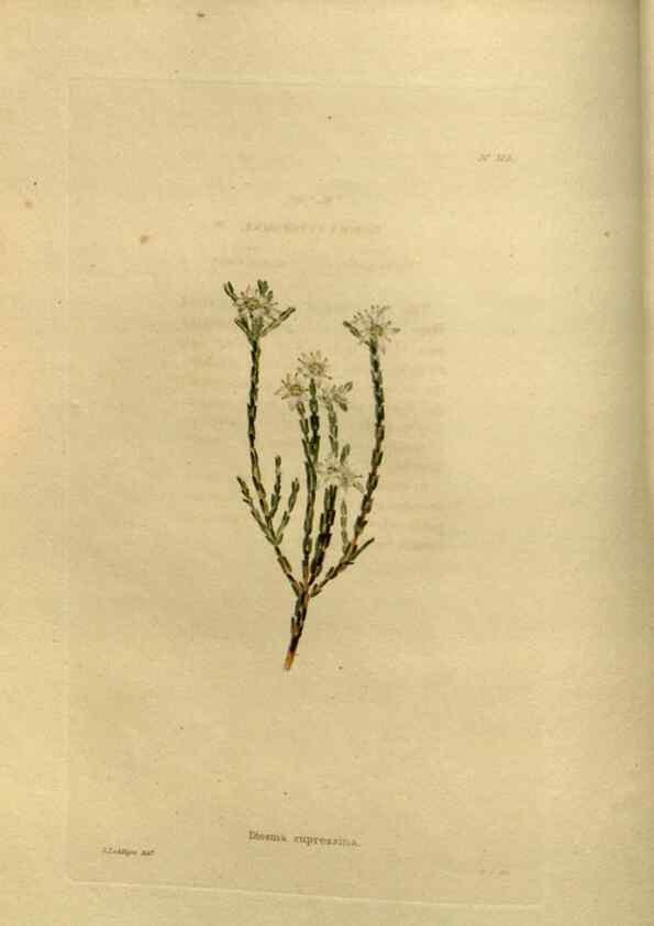 Reproducción/Reproduction 48637331376: The botanical cabinet. London :John & Arthur Arch ...,1817-1833.. 
