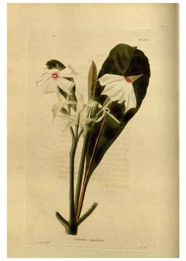 Reproducción/Reproduction 48637473887: The botanical cabinet. London :John & Arthur Arch ...,1817-1833.. 