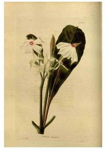 Reproducción/Reproduction 48637473887: The botanical cabinet. London :John & Arthur Arch ...,1817-1833.. 