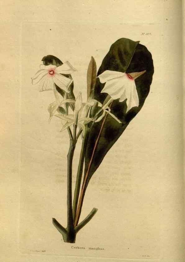 Reproducción/Reproduction 48637473887: The botanical cabinet. London :John & Arthur Arch ...,1817-1833.. 