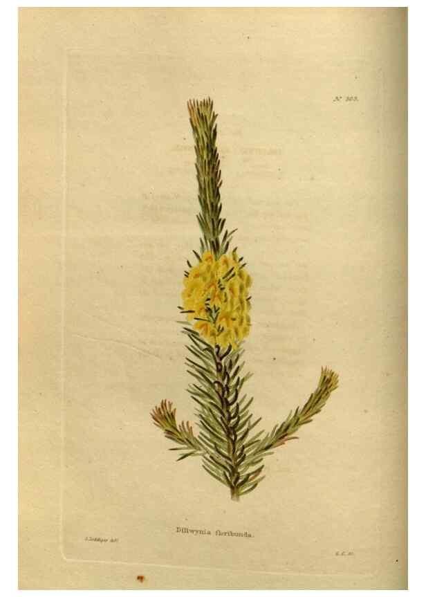 Reproducción/Reproduction 48636980953: The botanical cabinet. London :John & Arthur Arch ...,1817-1833.. 