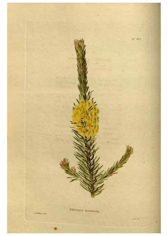 Reproducción/Reproduction 48636980953: The botanical cabinet. London :John & Arthur Arch ...,1817-1833.. 
