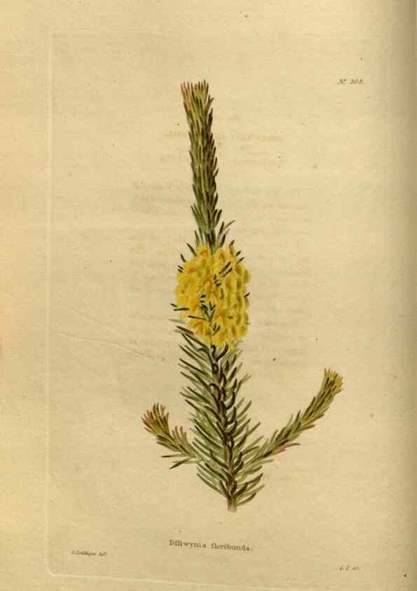 Reproducción/Reproduction 48636980953: The botanical cabinet. London :John & Arthur Arch ...,1817-1833.. 