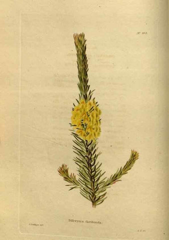 Reproducción/Reproduction 48636980953: The botanical cabinet. London :John & Arthur Arch ...,1817-1833.. 