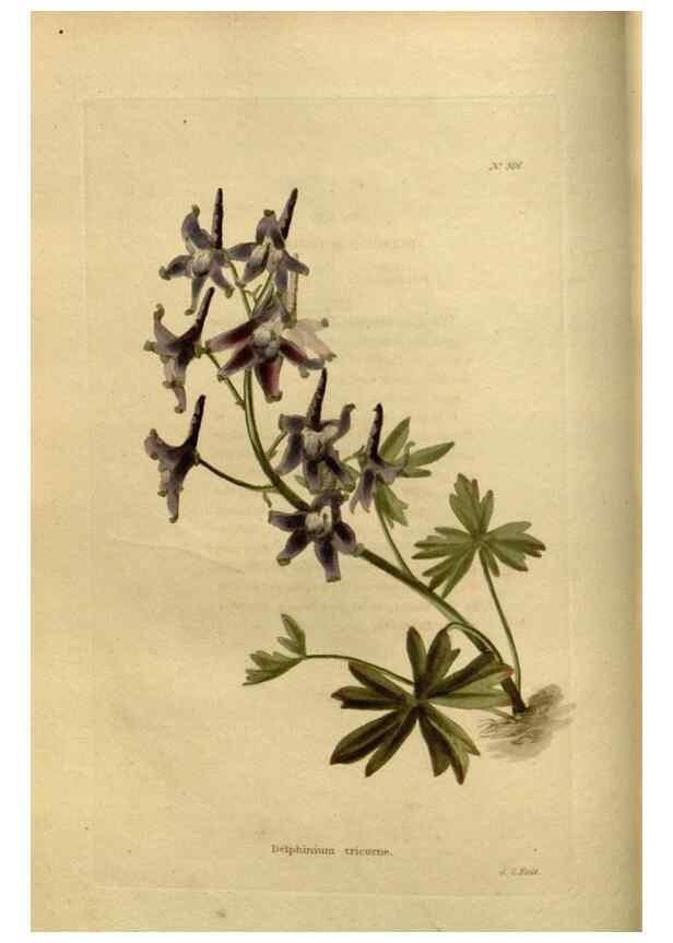 Reproducción/Reproduction 48637332231: The botanical cabinet. London :John & Arthur Arch ...,1817-1833.. 