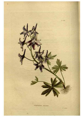 Reproducción/Reproduction 48637332231: The botanical cabinet. London :John & Arthur Arch ...,1817-1833.. 