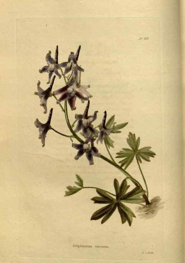 Reproducción/Reproduction 48637332231: The botanical cabinet. London :John & Arthur Arch ...,1817-1833.. 