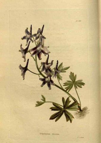 Reproducción/Reproduction 48637332231: The botanical cabinet. London :John & Arthur Arch ...,1817-1833.. 