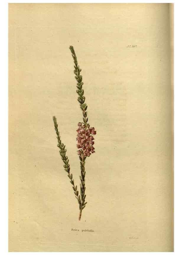 Reproducción/Reproduction 48637474982: The botanical cabinet. London :John & Arthur Arch ...,1817-1833.. 