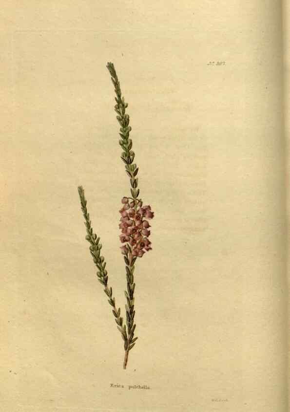 Reproducción/Reproduction 48637474982: The botanical cabinet. London :John & Arthur Arch ...,1817-1833.. 