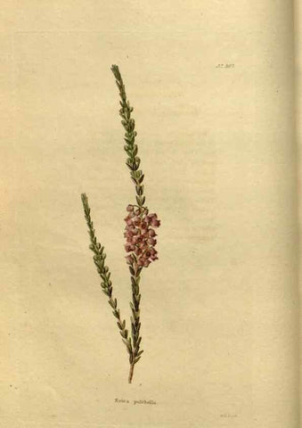 Reproducción/Reproduction 48637474982: The botanical cabinet. London :John & Arthur Arch ...,1817-1833.. 