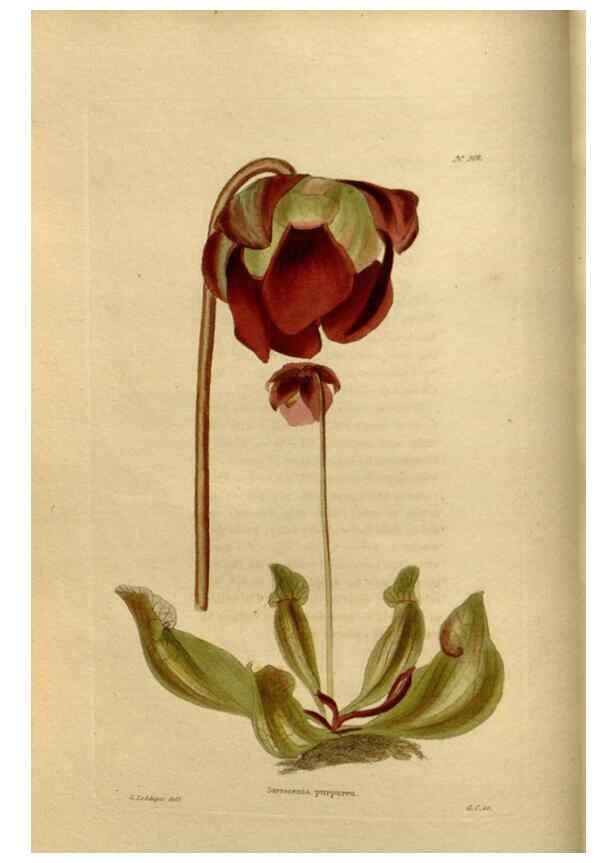 Reproducción/Reproduction 48636982128: The botanical cabinet. London :John & Arthur Arch ...,1817-1833.. 