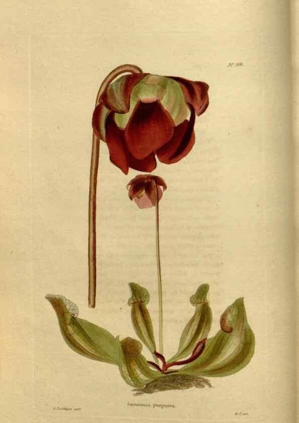 Reproducción/Reproduction 48636982128: The botanical cabinet. London :John & Arthur Arch ...,1817-1833.. 