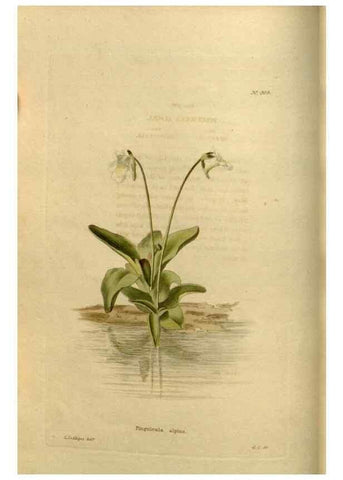Reproducción/Reproduction 48637333501: The botanical cabinet. London :John & Arthur Arch ...,1817-1833.. 