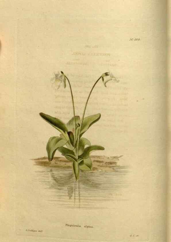 Reproducción/Reproduction 48637333501: The botanical cabinet. London :John & Arthur Arch ...,1817-1833.. 