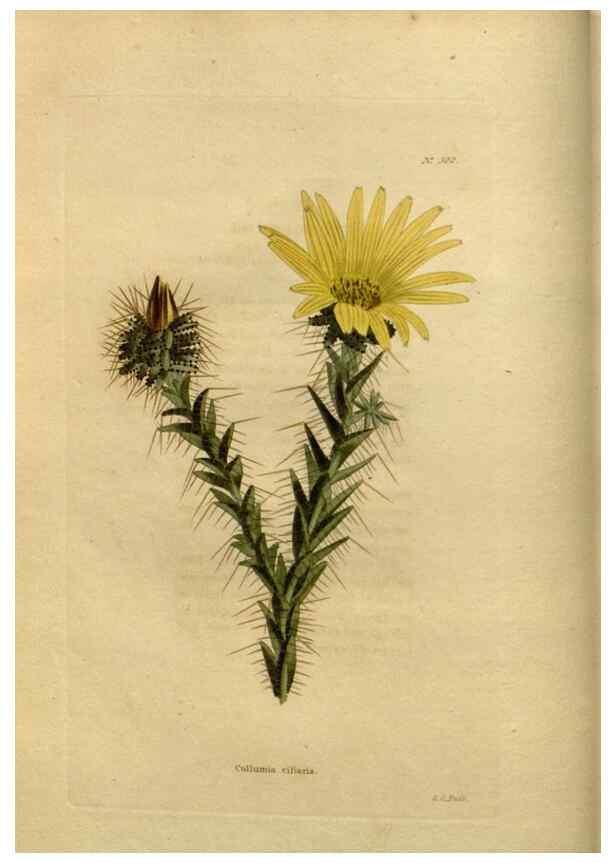 Reproducción/Reproduction 48637331006: The botanical cabinet. London :John & Arthur Arch ...,1817-1833.. 