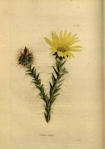 Reproducción/Reproduction 48637331006: The botanical cabinet. London :John & Arthur Arch ...,1817-1833.. 