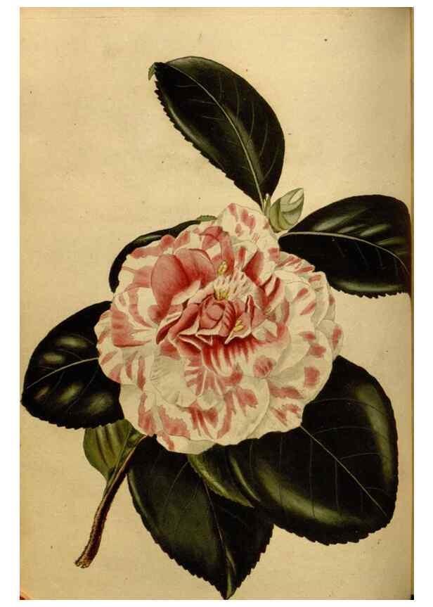 Reproducción/Reproduction 48637482832: The botanical cabinet. London :John & Arthur Arch ...,1817-1833.. 