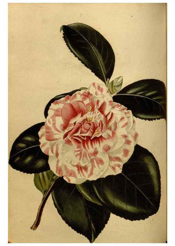 Reproducción/Reproduction 48637482832: The botanical cabinet. London :John & Arthur Arch ...,1817-1833.. 