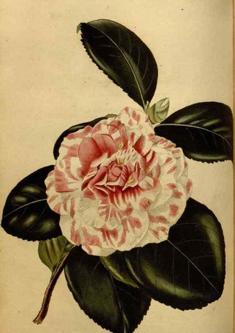 Reproducción/Reproduction 48637482832: The botanical cabinet. London :John & Arthur Arch ...,1817-1833.. 