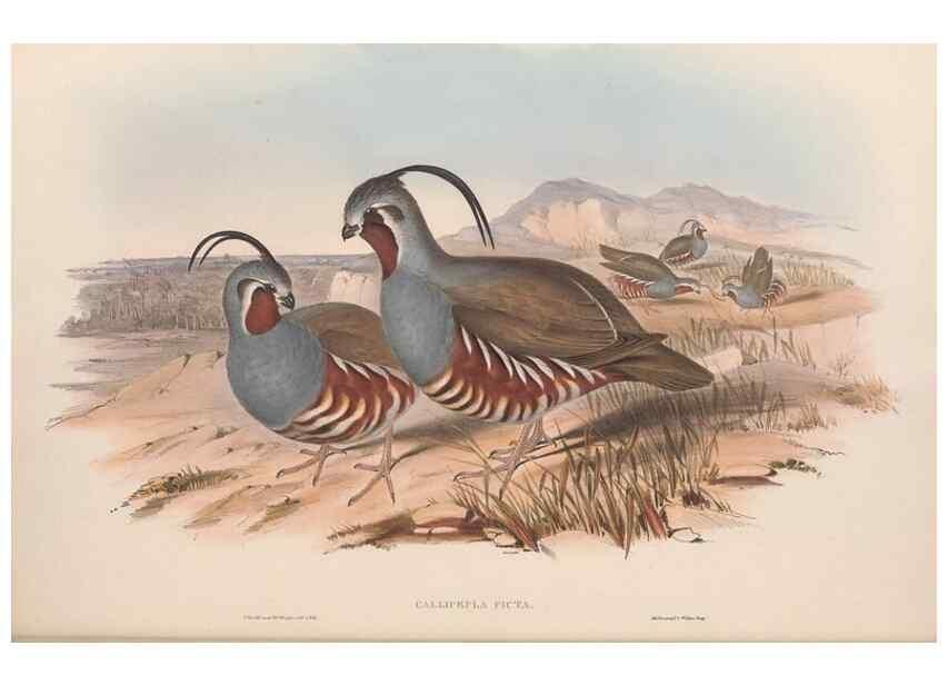 Reproducción/Reproduction 48636914826: A monograph of the Odontophorinæ, or, Partridges of America. London :Printed by Richard and John E. Taylor :1850.. 