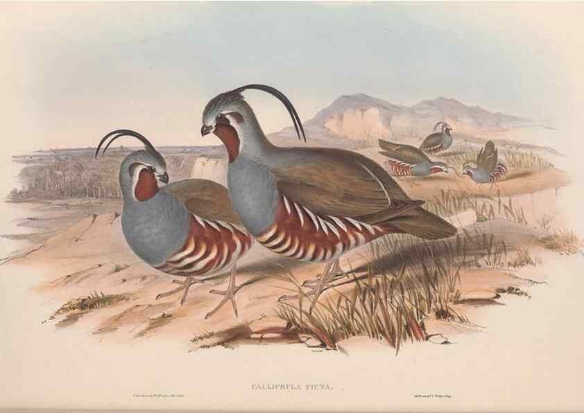 Reproducción/Reproduction 48636914826: A monograph of the Odontophorinæ, or, Partridges of America. London :Printed by Richard and John E. Taylor :1850.. 