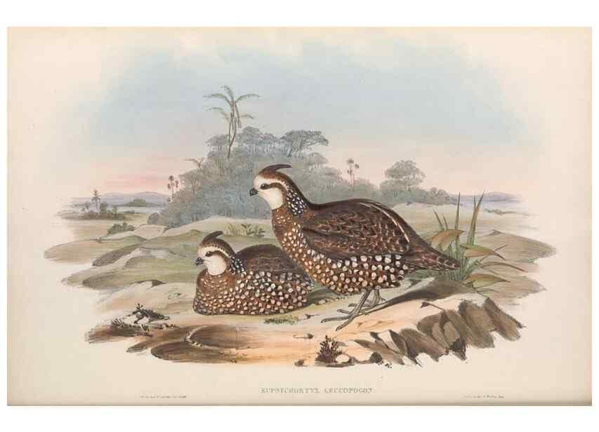 Reproducción/Reproduction 48636914246: A monograph of the Odontophorinæ, or, Partridges of America. London :Printed by Richard and John E. Taylor :1850.. 