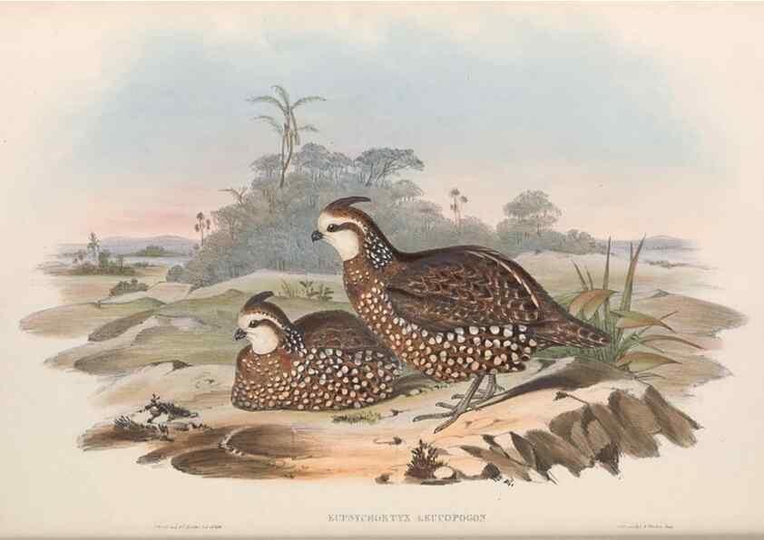 Reproducción/Reproduction 48636914246: A monograph of the Odontophorinæ, or, Partridges of America. London :Printed by Richard and John E. Taylor :1850.. 