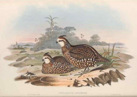 Reproducción/Reproduction 48636914246: A monograph of the Odontophorinæ, or, Partridges of America. London :Printed by Richard and John E. Taylor :1850.. 