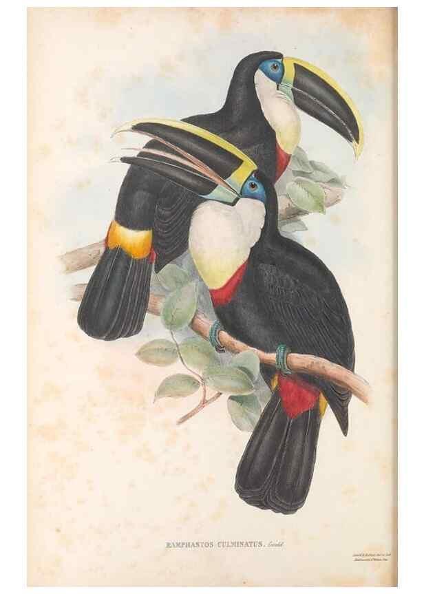 Reproducción/Reproduction 48636849136: A monograph of the Ramphastidae, or family of toucans. London :Published by the author, 20, Broad Street, Golden Square,[1852]-1854.. 