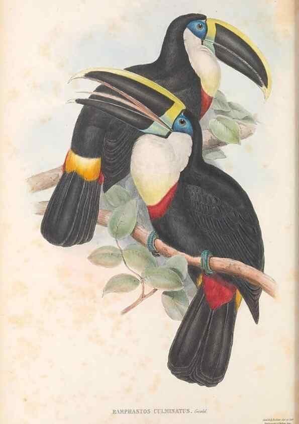 Reproducción/Reproduction 48636849136: A monograph of the Ramphastidae, or family of toucans. London :Published by the author, 20, Broad Street, Golden Square,[1852]-1854.. 