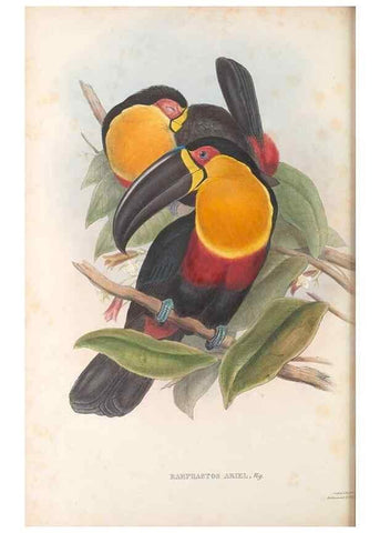 Reproducción/Reproduction 48636993087: A monograph of the Ramphastidae, or family of toucans. London :Published by the author, 20, Broad Street, Golden Square,[1852]-1854.. 
