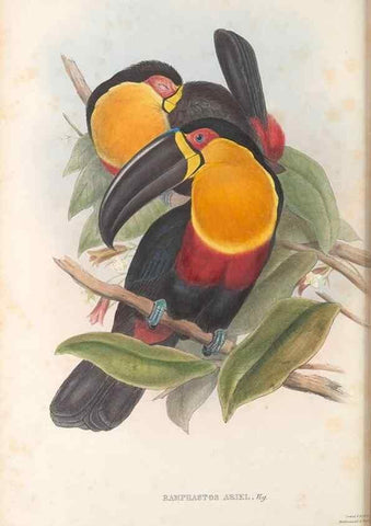 Reproducción/Reproduction 48636993087: A monograph of the Ramphastidae, or family of toucans. London :Published by the author, 20, Broad Street, Golden Square,[1852]-1854.. 