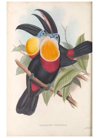 Reproducción/Reproduction 48636851066: A monograph of the Ramphastidae, or family of toucans. London :Published by the author, 20, Broad Street, Golden Square,[1852]-1854.. 