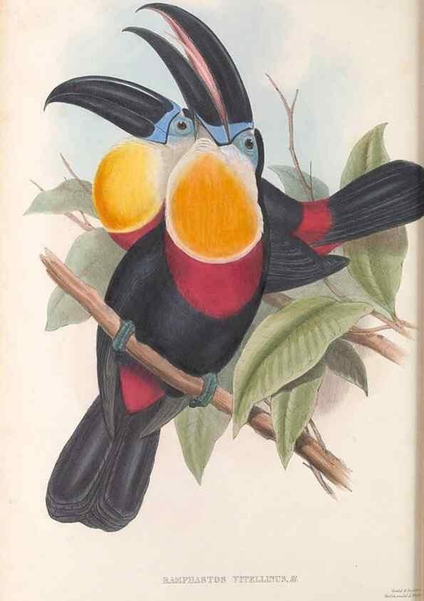 Reproducción/Reproduction 48636851066: A monograph of the Ramphastidae, or family of toucans. London :Published by the author, 20, Broad Street, Golden Square,[1852]-1854.. 