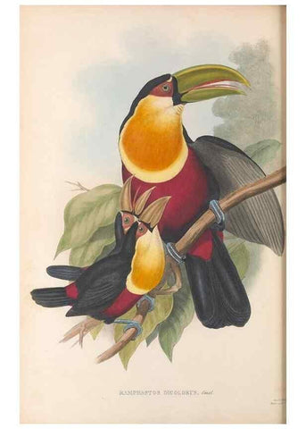 Reproducción/Reproduction 48636497208: A monograph of the Ramphastidae, or family of toucans. London :Published by the author, 20, Broad Street, Golden Square,[1852]-1854.. 