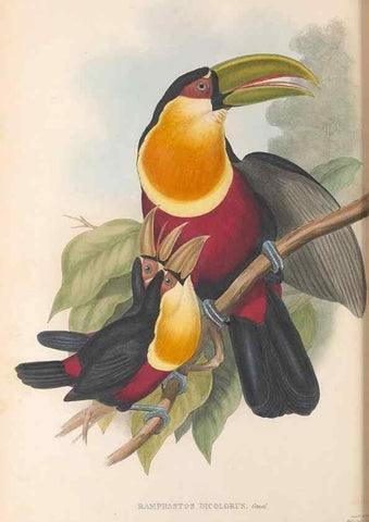 Reproducción/Reproduction 48636497208: A monograph of the Ramphastidae, or family of toucans. London :Published by the author, 20, Broad Street, Golden Square,[1852]-1854.. 