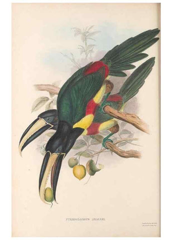 Reproducción/Reproduction 48636994242: A monograph of the Ramphastidae, or family of toucans. London :Published by the author, 20, Broad Street, Golden Square,[1852]-1854.. 