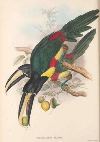 Reproducción/Reproduction 48636994242: A monograph of the Ramphastidae, or family of toucans. London :Published by the author, 20, Broad Street, Golden Square,[1852]-1854.. 