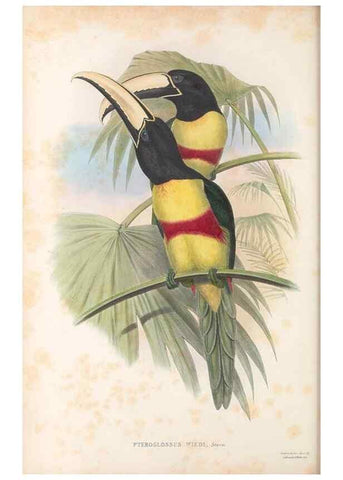 Reproducción/Reproduction 48636497858: A monograph of the Ramphastidae, or family of toucans. London :Published by the author, 20, Broad Street, Golden Square,[1852]-1854.. 