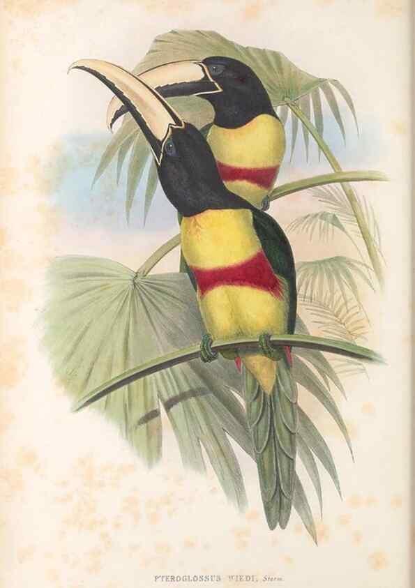 Reproducción/Reproduction 48636497858: A monograph of the Ramphastidae, or family of toucans. London :Published by the author, 20, Broad Street, Golden Square,[1852]-1854.. 