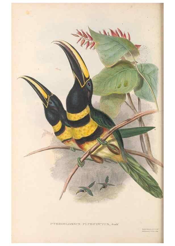 Reproducción/Reproduction 48636852311: A monograph of the Ramphastidae, or family of toucans. London :Published by the author, 20, Broad Street, Golden Square,[1852]-1854.. 