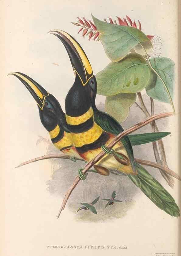 Reproducción/Reproduction 48636852311: A monograph of the Ramphastidae, or family of toucans. London :Published by the author, 20, Broad Street, Golden Square,[1852]-1854.. 
