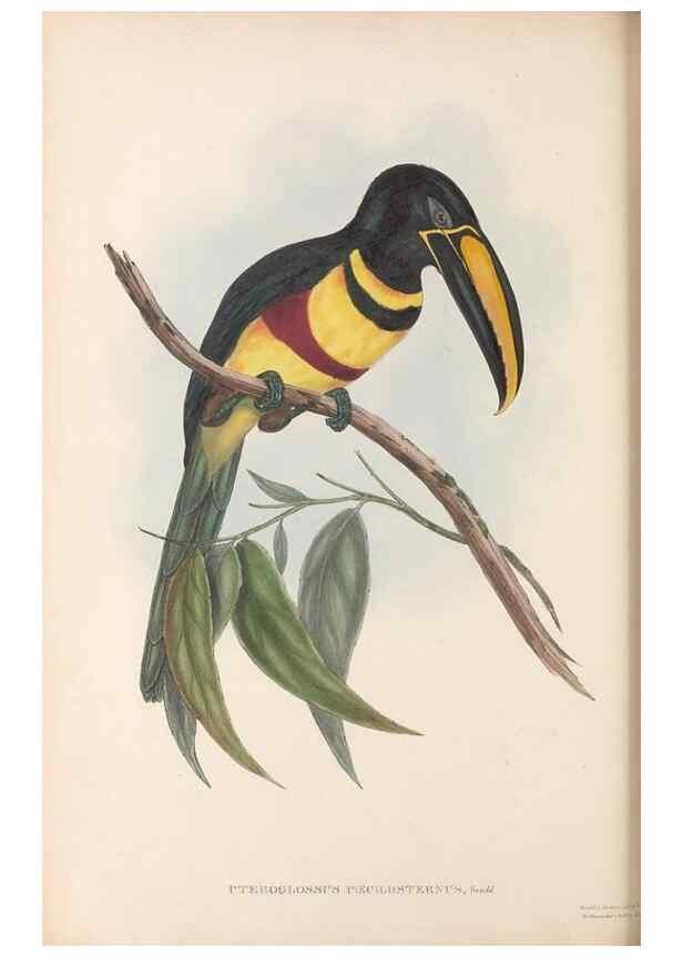 Reproducción/Reproduction 48636498378: A monograph of the Ramphastidae, or family of toucans. London :Published by the author, 20, Broad Street, Golden Square,[1852]-1854.. 